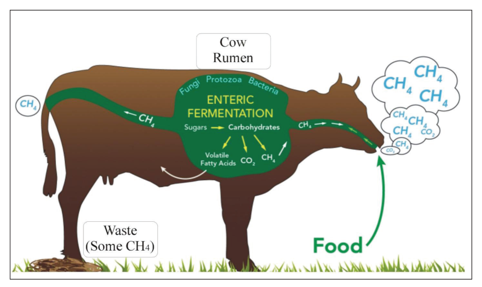Figure 1 . Represents the cow rumen with enteric fermentation, methane, and carbon dioxide production with coreldraw 9 software.