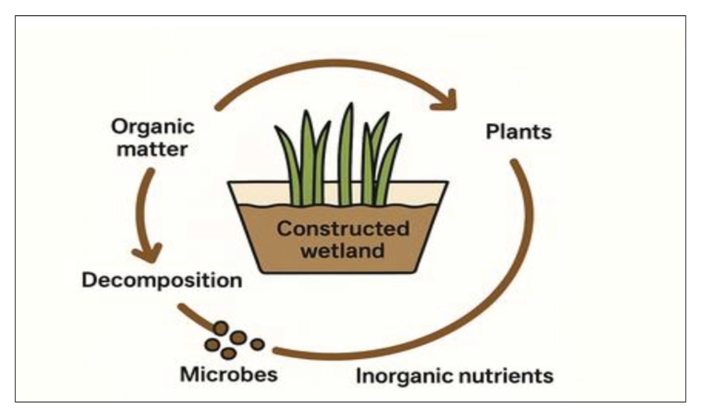 Figure 1 . Schematic diagram of a constructed wetland showing microbial nutrient cycling.